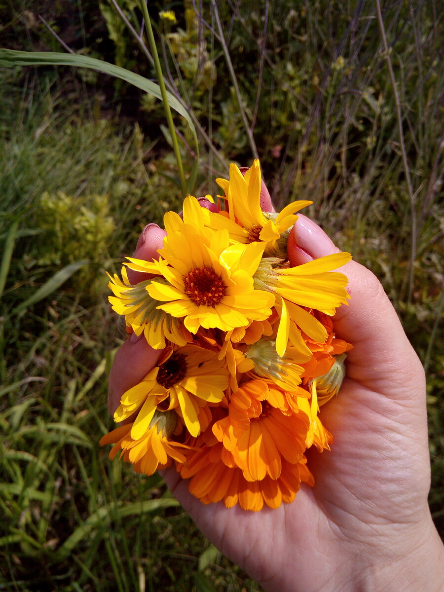 Собрала календулу для лосьона. Для всех подростков семейства хватит. Сама тоже пользуюсь регулярно