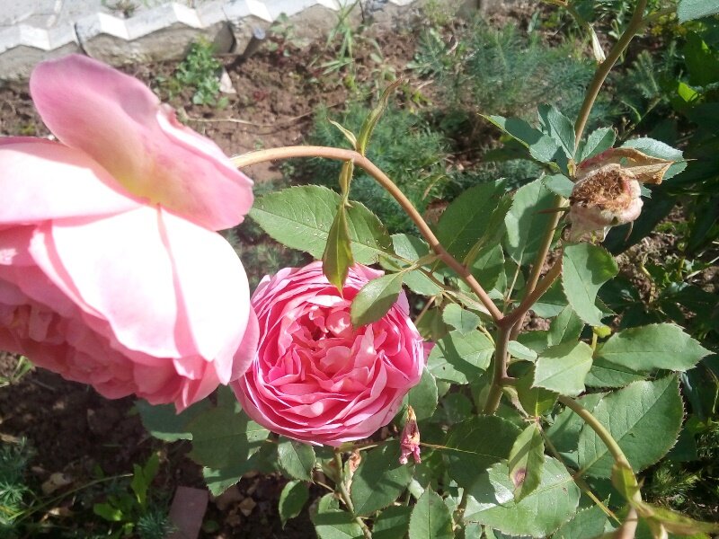 Отцветшие бутоны роз в конце августа уже не обрезаю, а просто убираю лепестки и семена