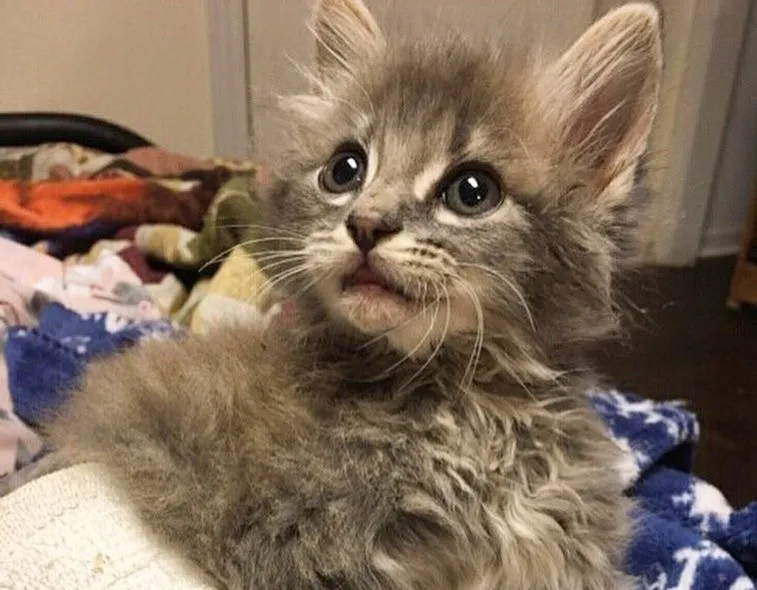 Фото: cheezburger.com 