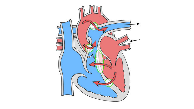 сердце - сложный механизм
