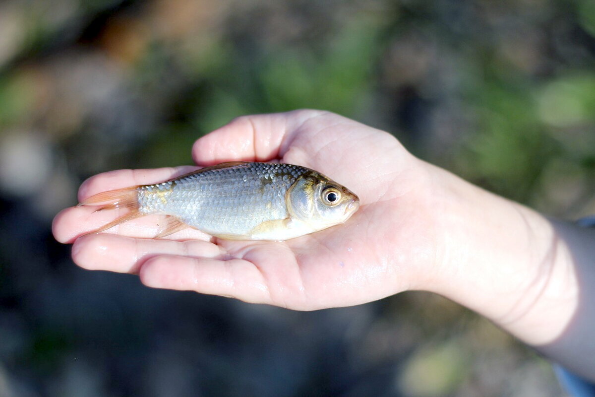 Карасики, размером с ладошку, попадаются не всегда, чаще это карасики, размером с детскую ладошку)