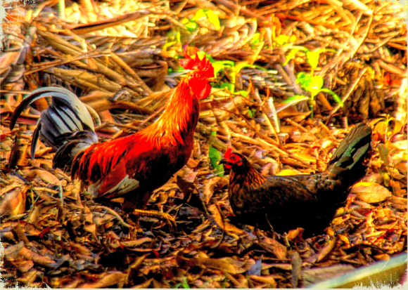 Курица и петух. Кто есть кто? Источник фото: Pixabay