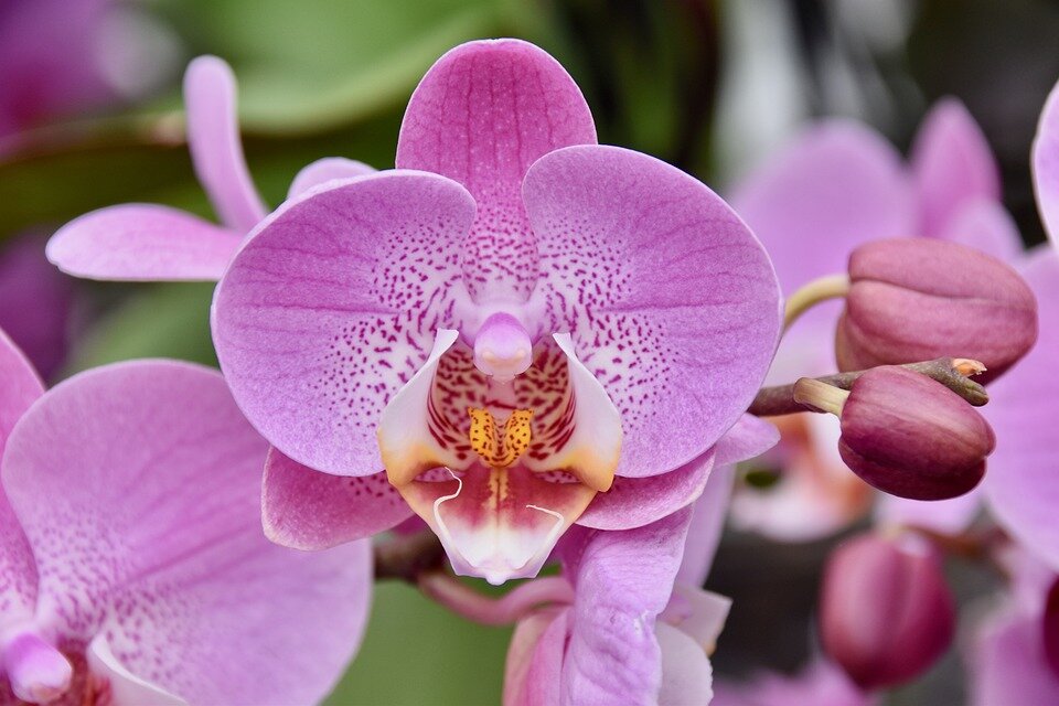 Фото орхидеи в горшке крупным планом в хорошем качестве