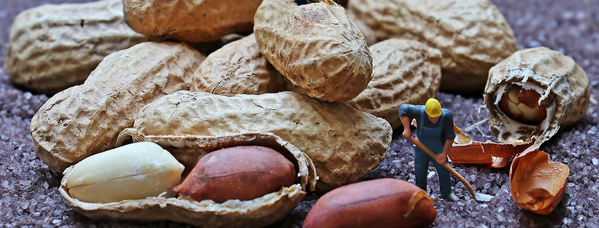 Жареный арахис вред. Памятник арахису в Китае.