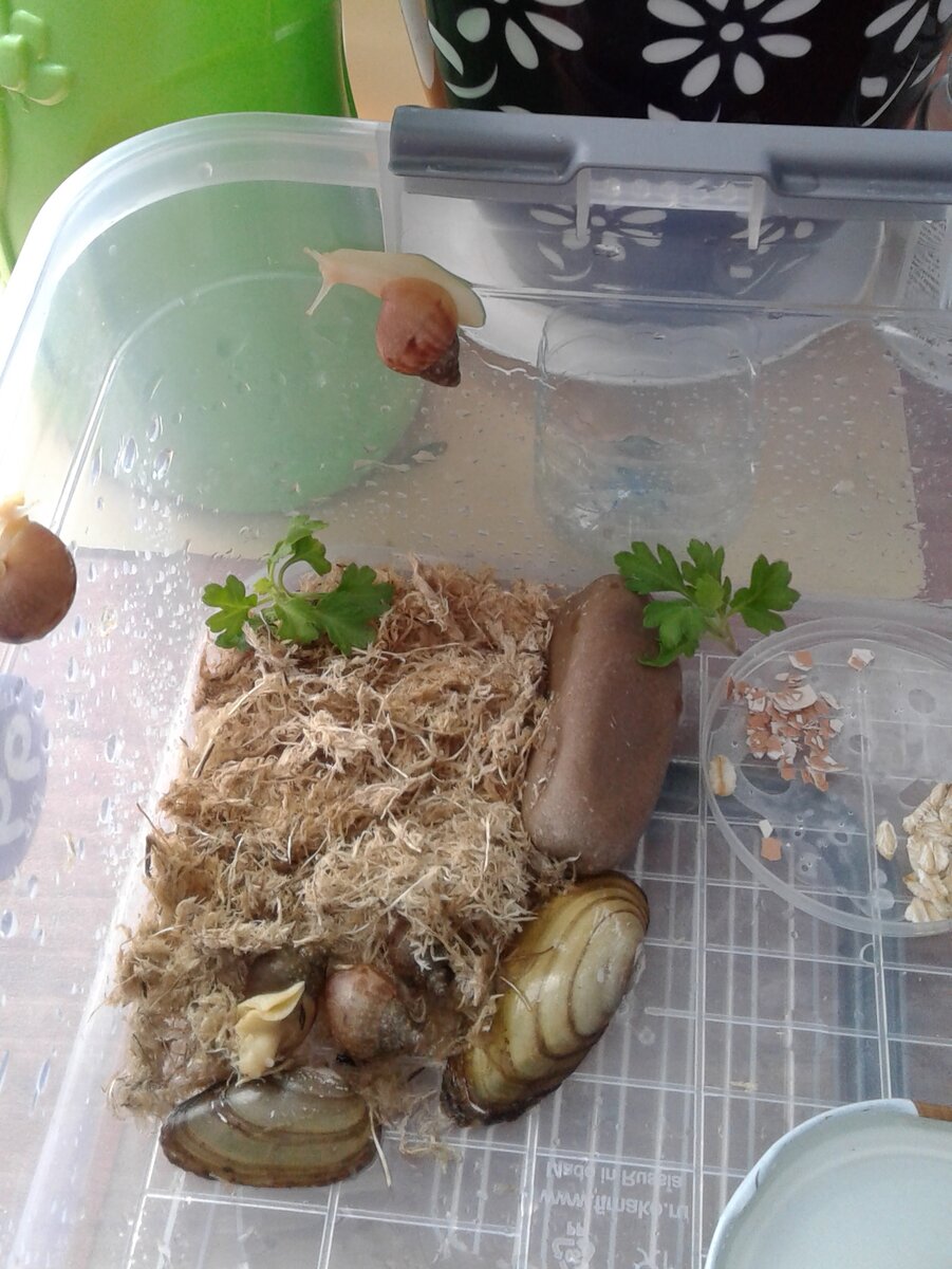 дом для улиток