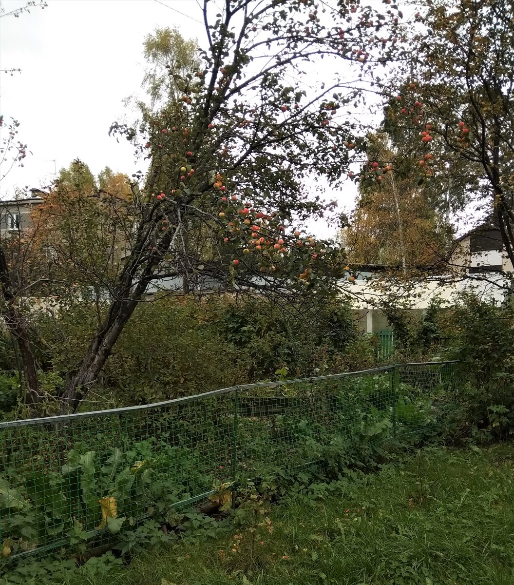 Ветки соседской яблони наклонилась над нашим участком