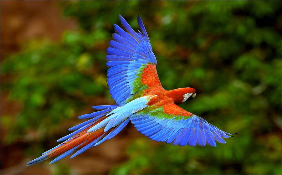 Зеленокрылый ара. Источник фото: parrotwildlifefoundation.org