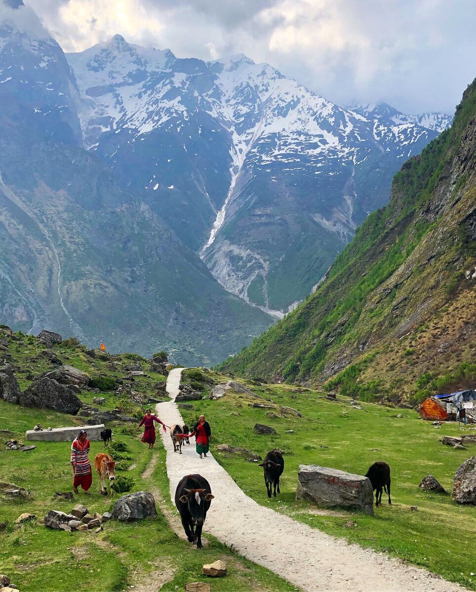 Без коров никуда