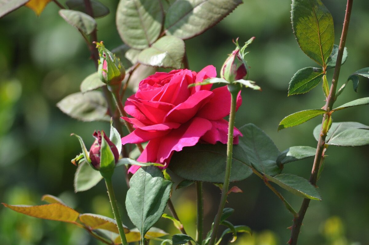 Розы во время цветения.