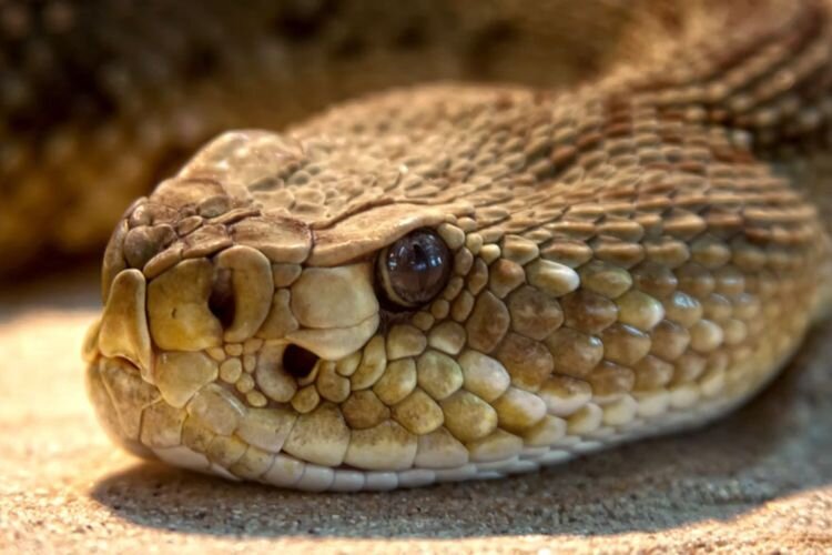 Фото: https://ruherald.com/v-texase-muzhchinu-ukusila-otrublennaya-golova-zmei-posle-chego-emu-ponadobilos-26-doz-protivoyadiya/