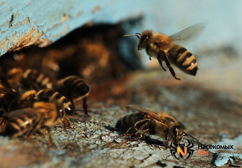Пчела медоносная