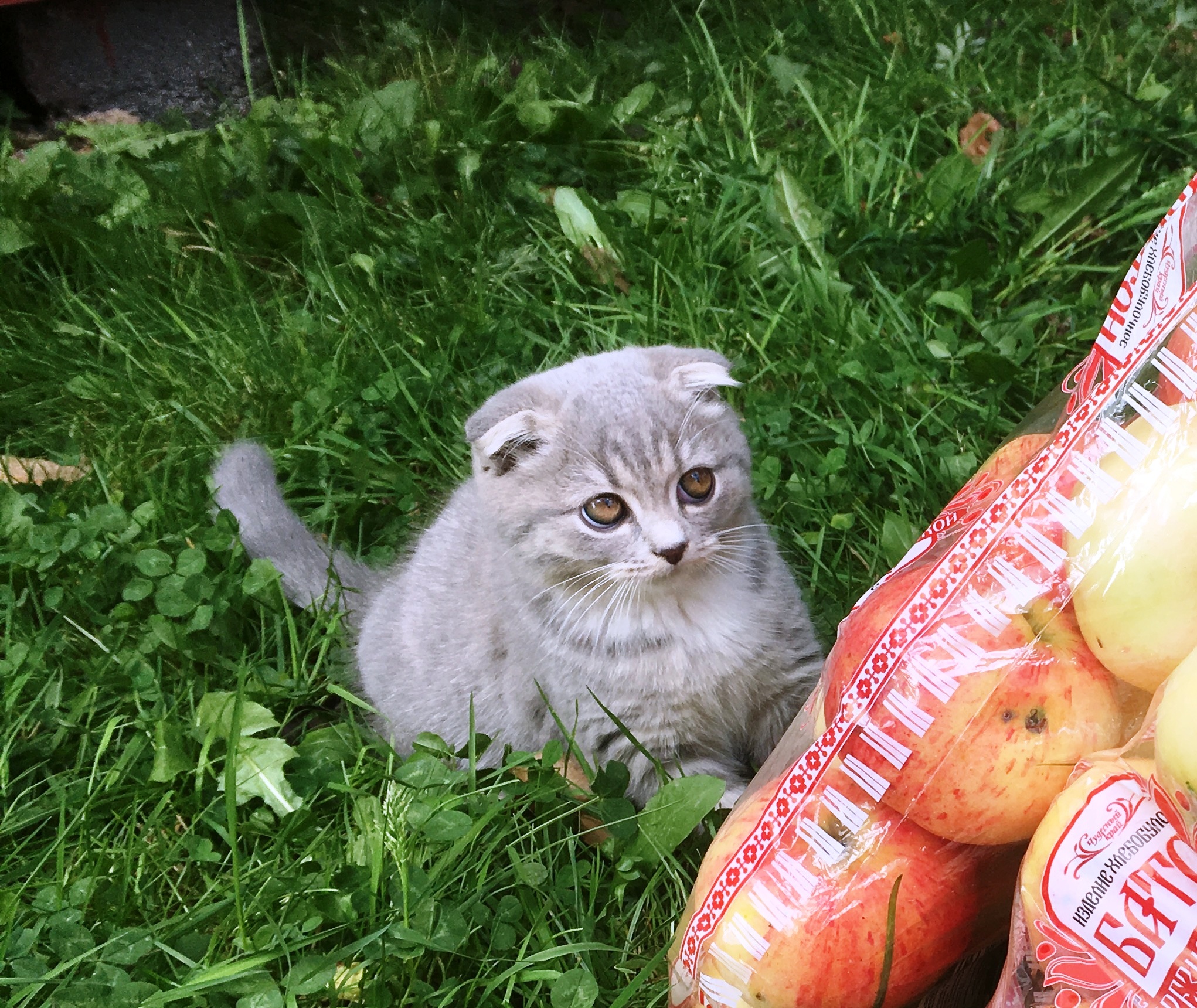 Может яблоко упасть с яблони прямо на котенка