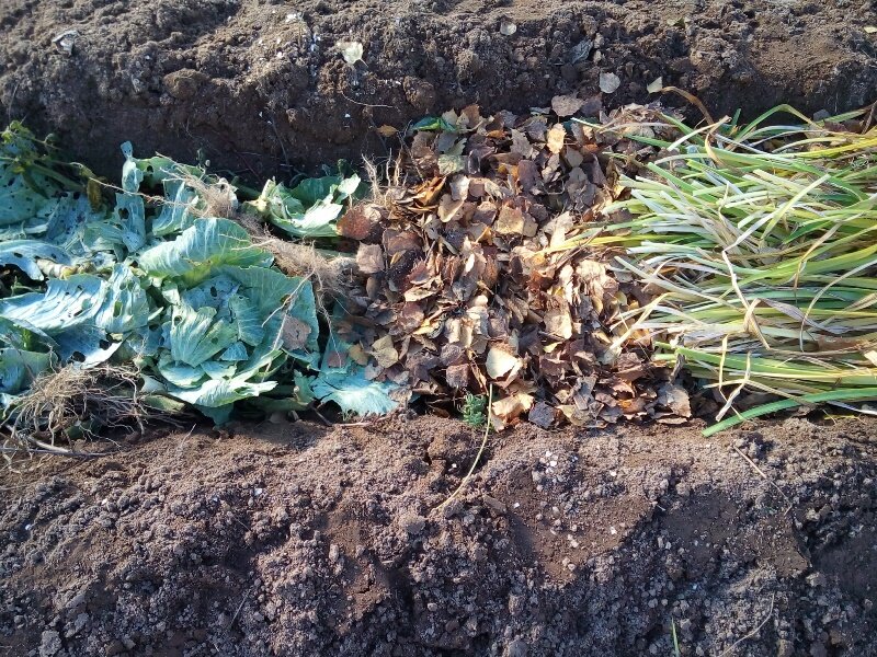 Внесение органики в почву грядок осенью