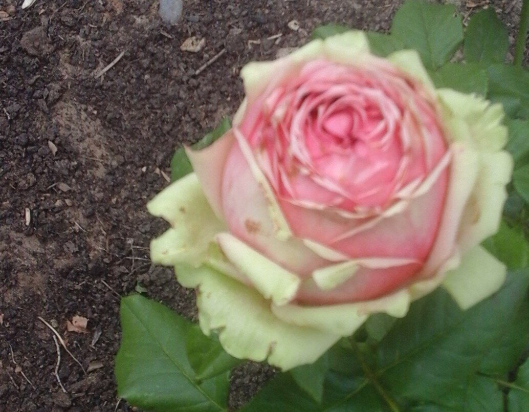 Розы не боятся мороза. Фото автора.