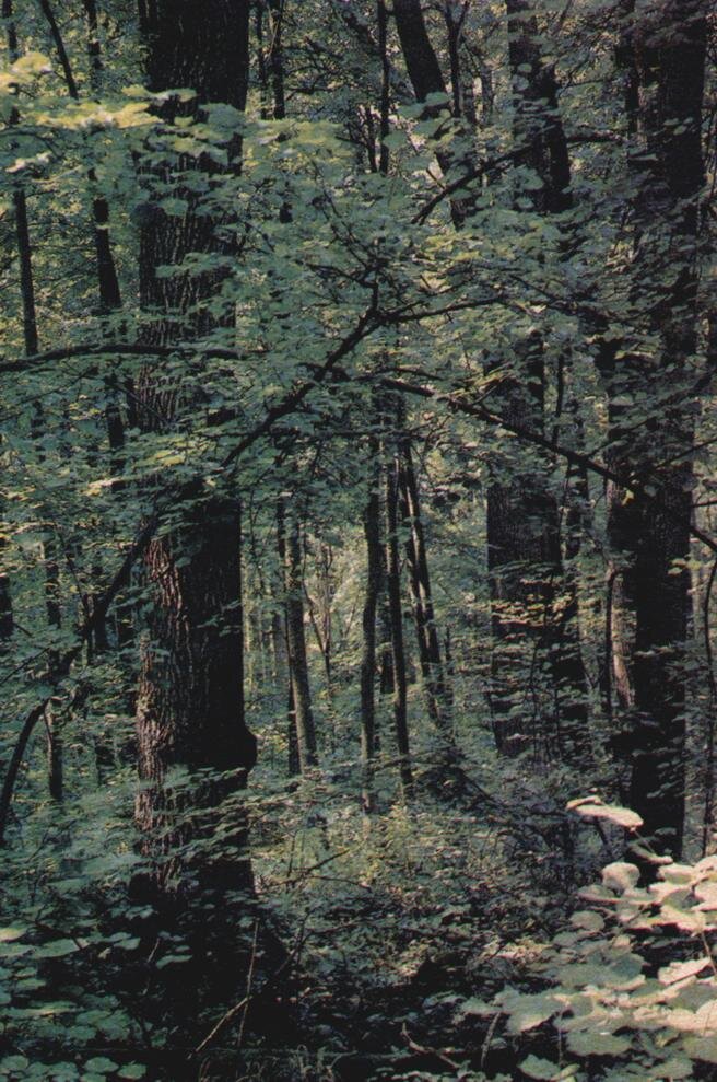 FORESTRY    http://lenin-pam.narod.ru/les_petrov.zip