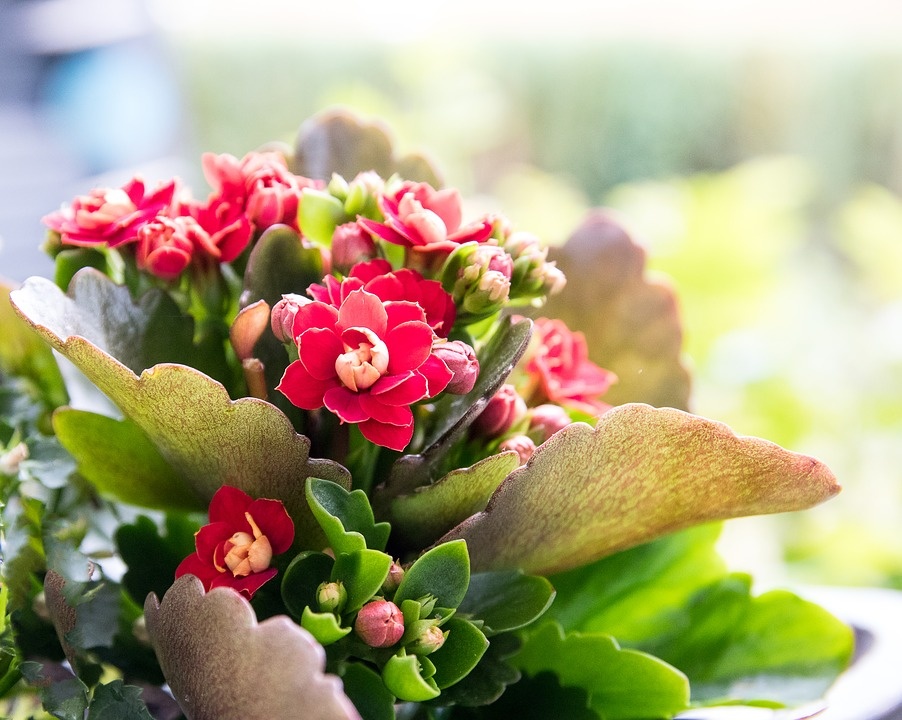 https://pixabay.com/photos/flaming-k%C3%A4thchen-flower-plant-3557599/