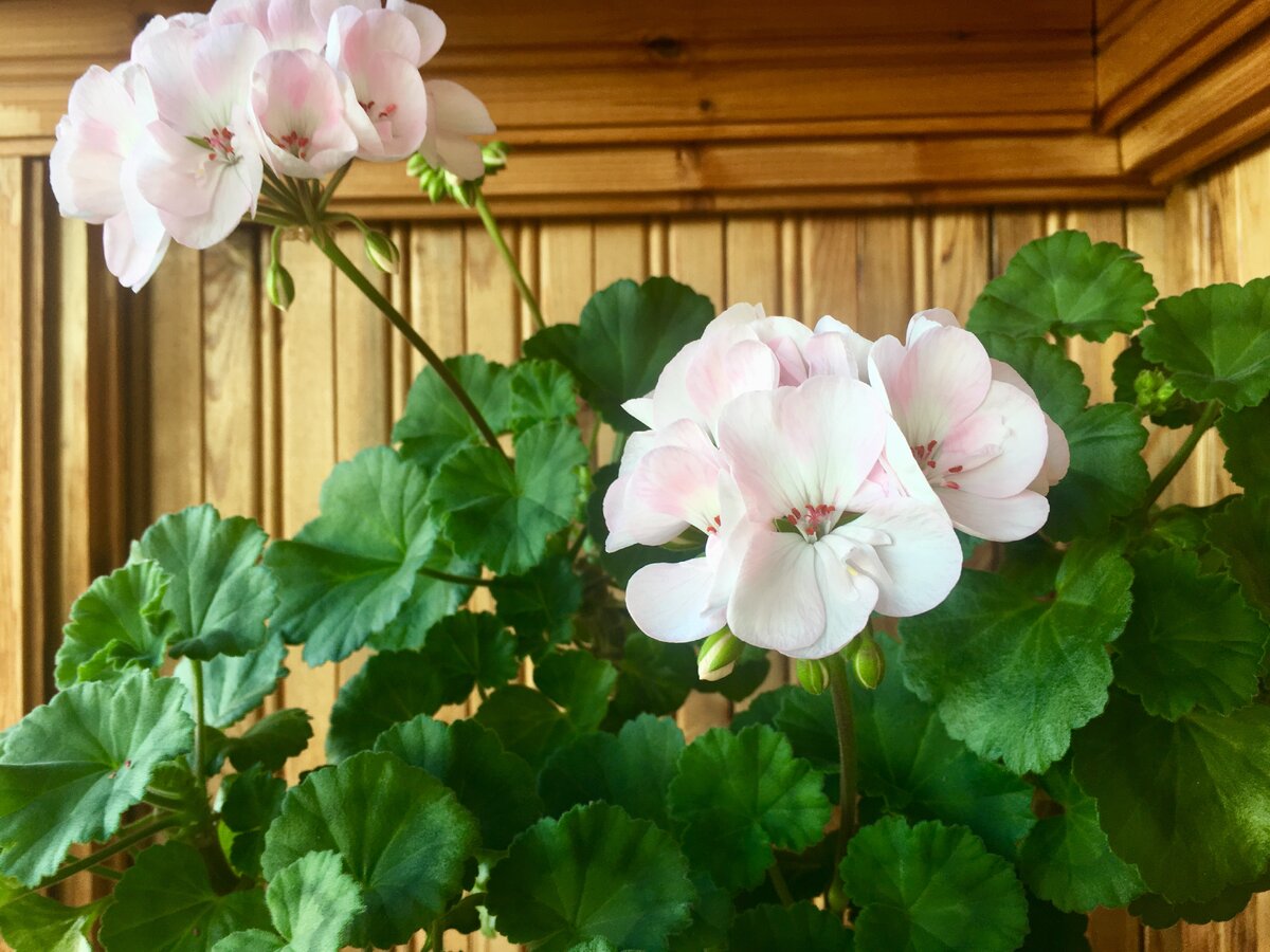 Особо впечатлительным "стало" лучше не смотреть :))