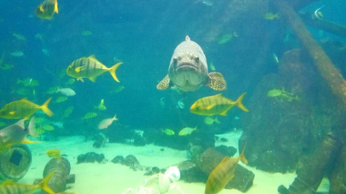 Когда рыба любит позировать на камеру