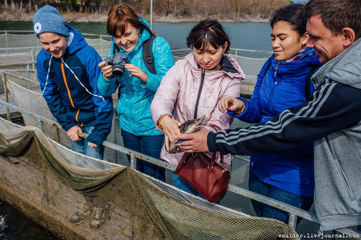 осетровая ферма белуга. пушкинская осетровая ферма. осетровая ферма воронеж бабяково. осетр черноземья рыбоводное хозяйство. осетр с 10 человек.