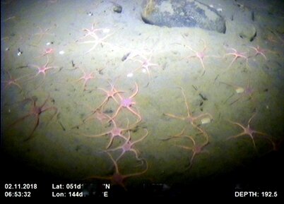 Морские звёзды Офиуры.