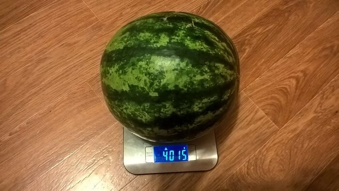 Идеальные параметры арбуза: вес 4 кг и талия — 61,9 см (Фото: Pikabu.ru/story/spelost_arbuzaproverka_metoda_6036294)