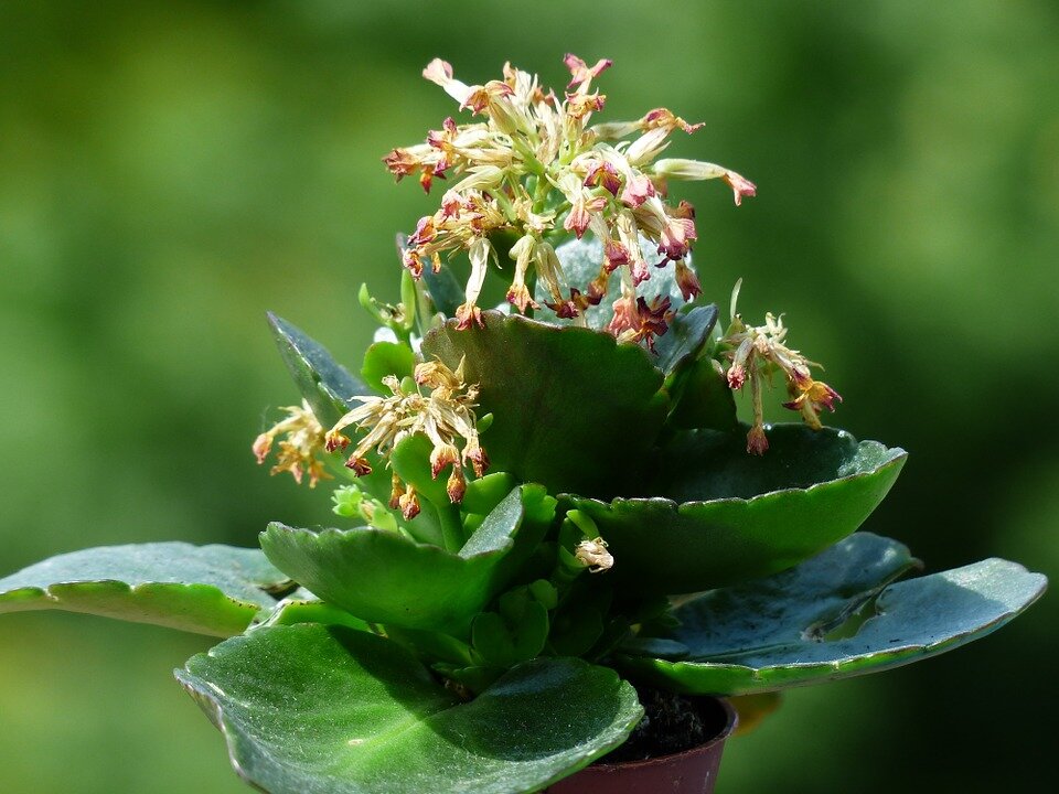https://cdn.pixabay.com/photo/2013/06/08/15/02/kalanchoe-blossfeldiana-123269_960_720.jpg