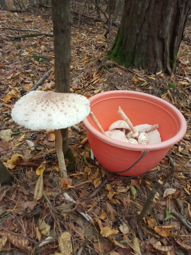 Ведро рядом с зонтиком для габируса