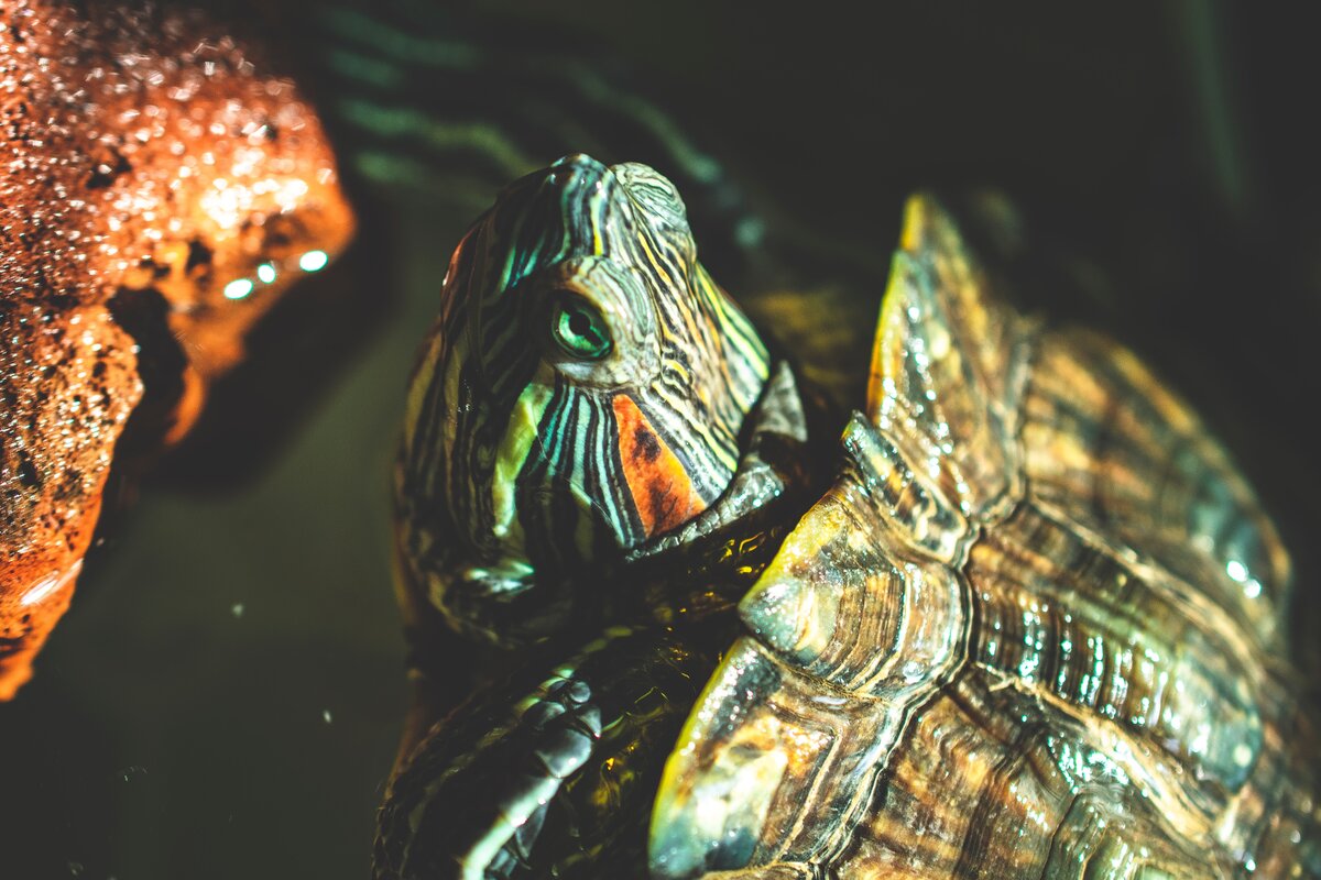 https://unsplash.com/photos/AZYA6P1L38s