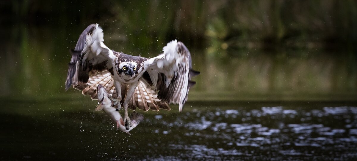 https://cdn.pixabay.com/photo/2019/04/20/20/57/osprey-4142730_1280.jpg