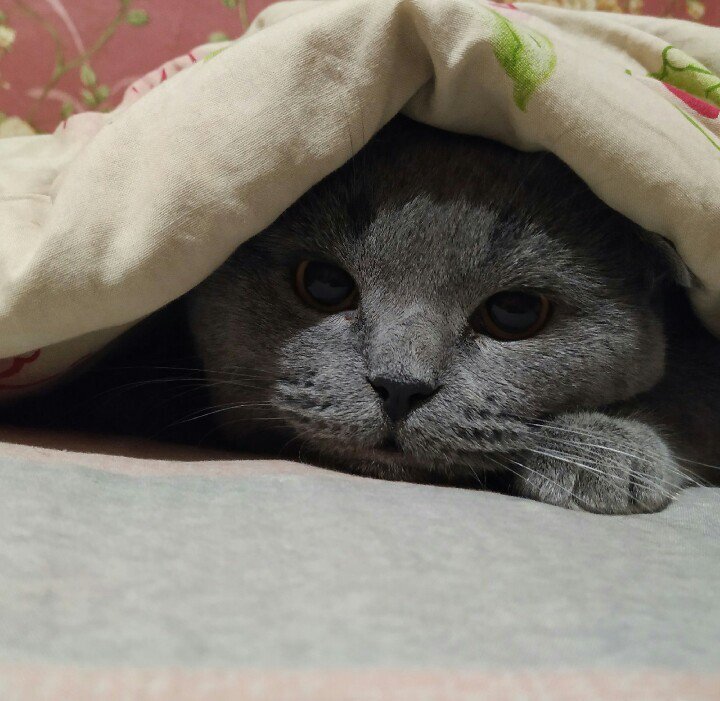 Фото из сети. Это тоже не я. Но замерз и закопался в одеяло точно так же.