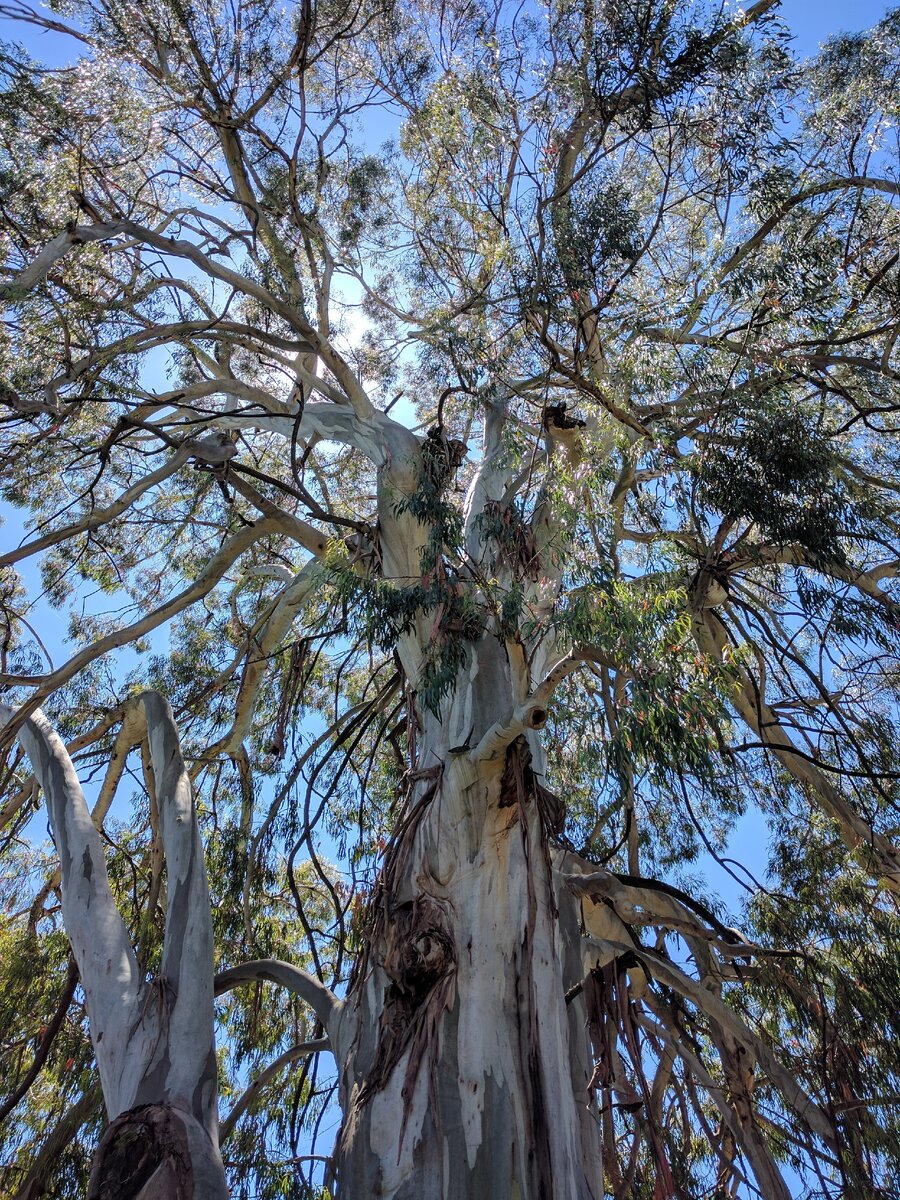 Гигантский эвкалипт