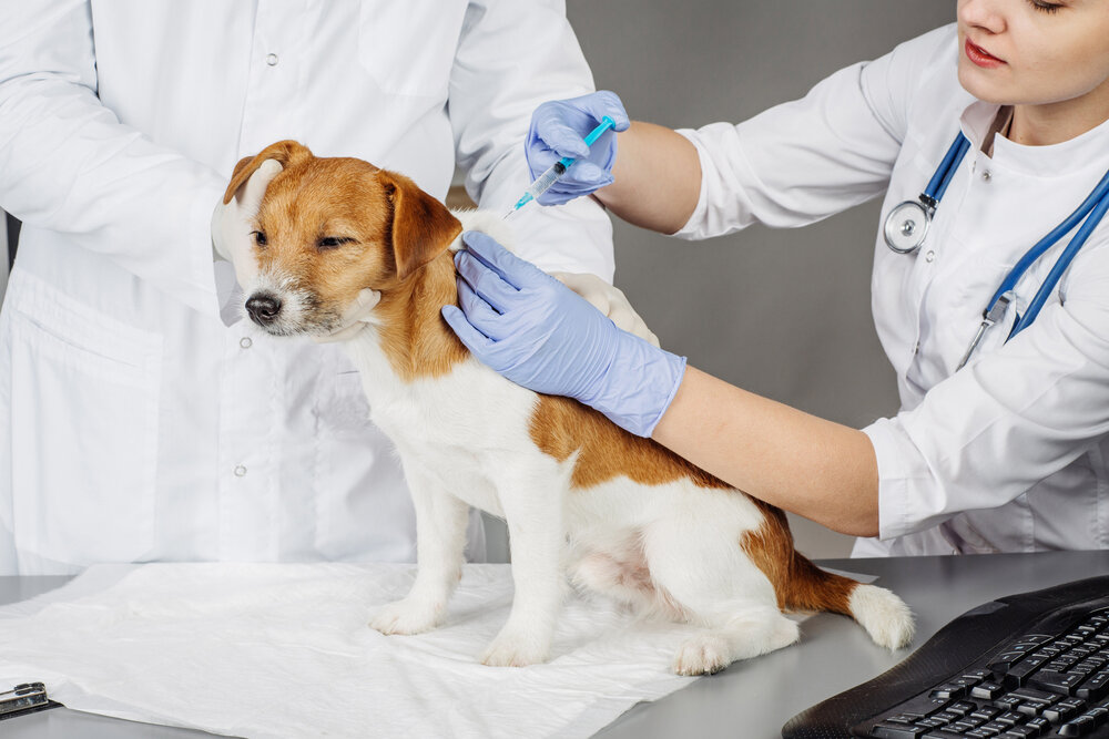 Для подготовки к вакцинации  требуется за 7-14 дней до даты вакцинации дать животному глистогонный  препарат. Лекарство даётся строго по весу животного.