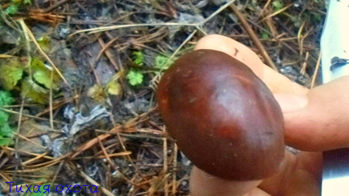 Гриб очень изменчив