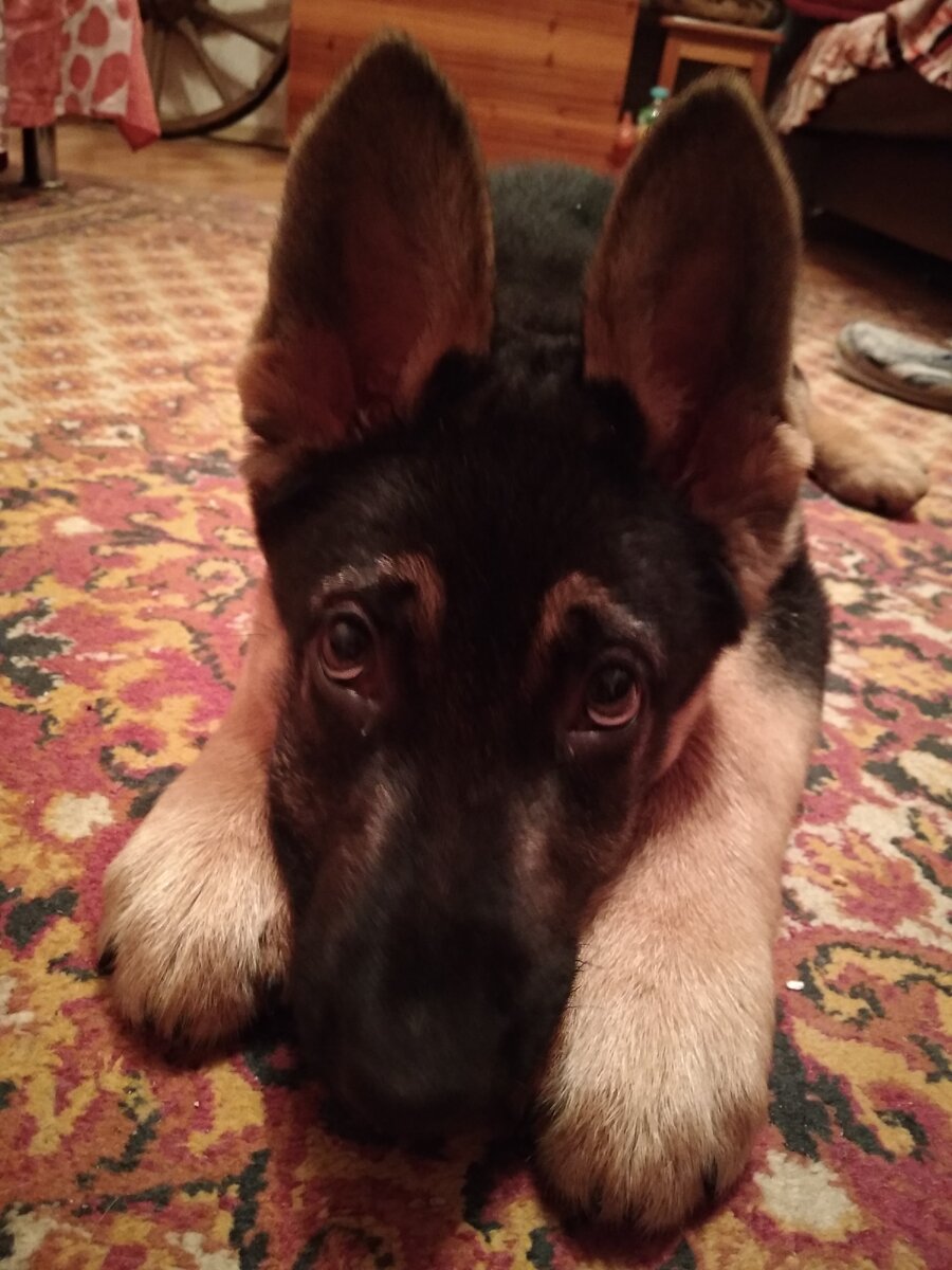 иначе они могут заболеть от тоски