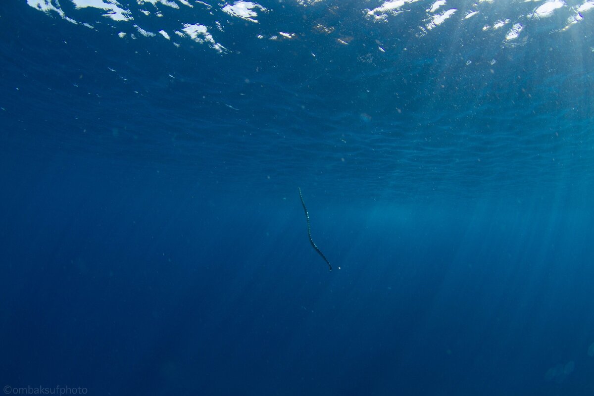 Вот она огромная красотка. Фото сделанное моим бразильским другом когда мы снорклили на  о Нуса Лембонган