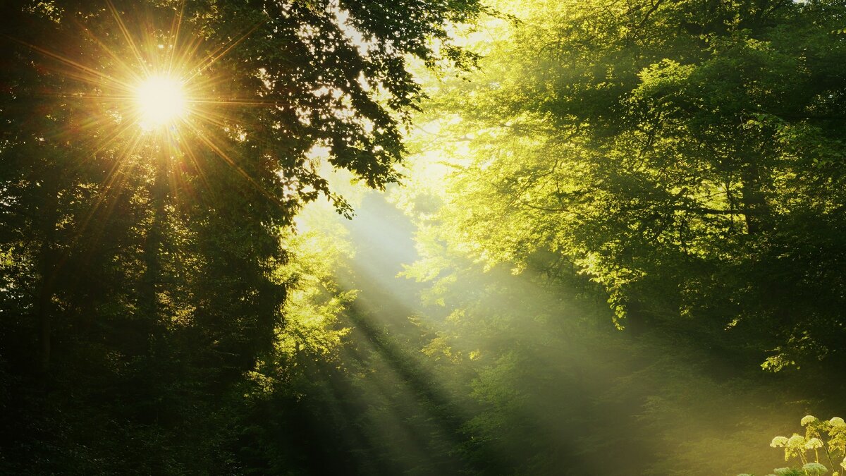 Яндекс. Картинки.