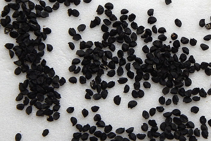 Семена лука-шалота