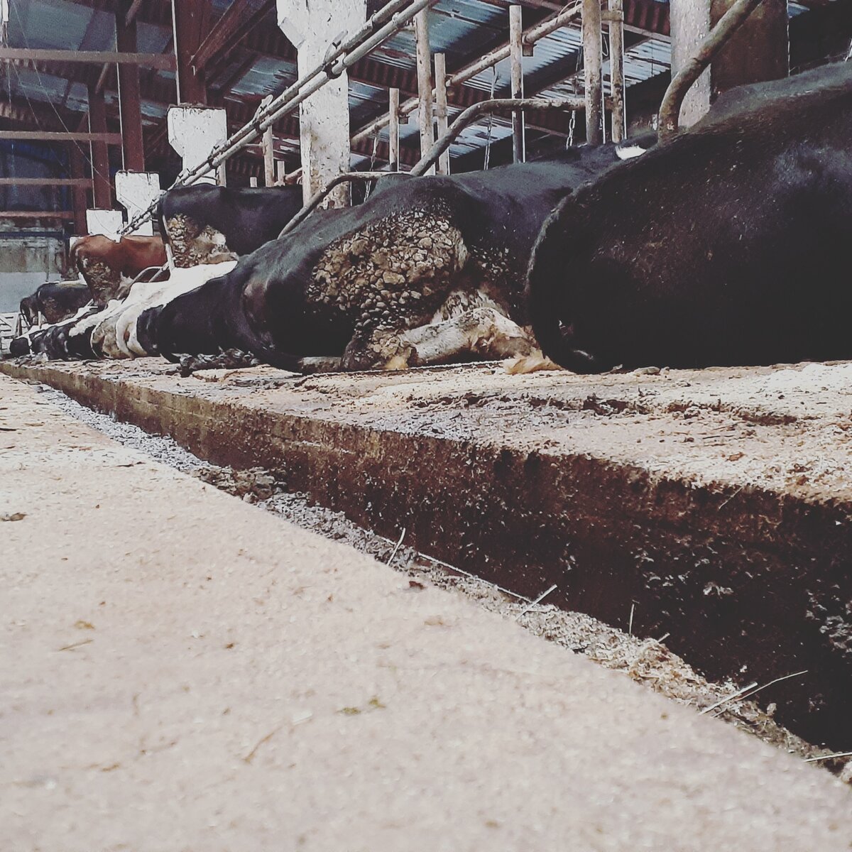 От навоза все очищено