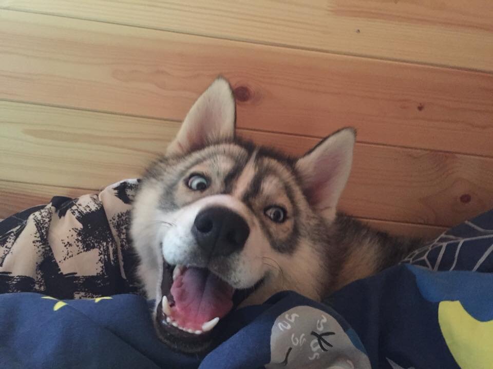 С 10 хасками. Husky k9 Unit. Жизнь с 10 хасками