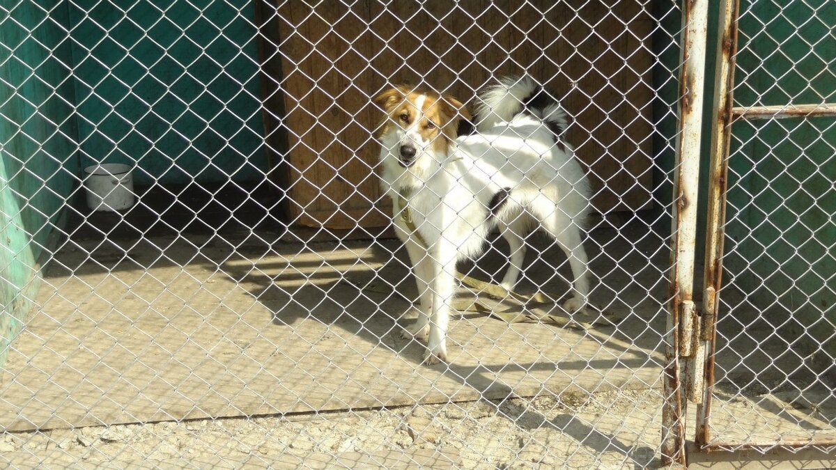 (Фото из архива приюта "Друг")