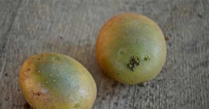 Озеленённый картофель