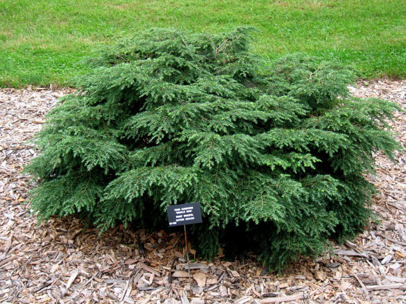 Тсуга канадская нана 