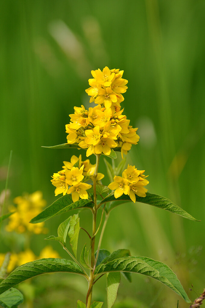 Вербейник обыкновенный Lysimachia vulgaris