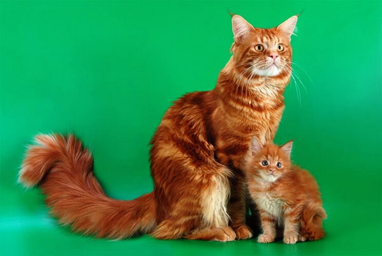 (листайте вправо, чтобы посмотреть правильный ответ)