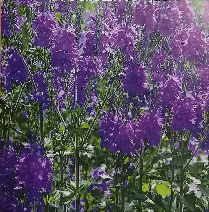 Вероника Королевская 