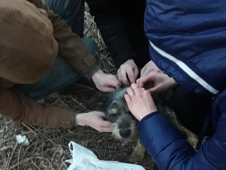 Малыш был весь в клещах.