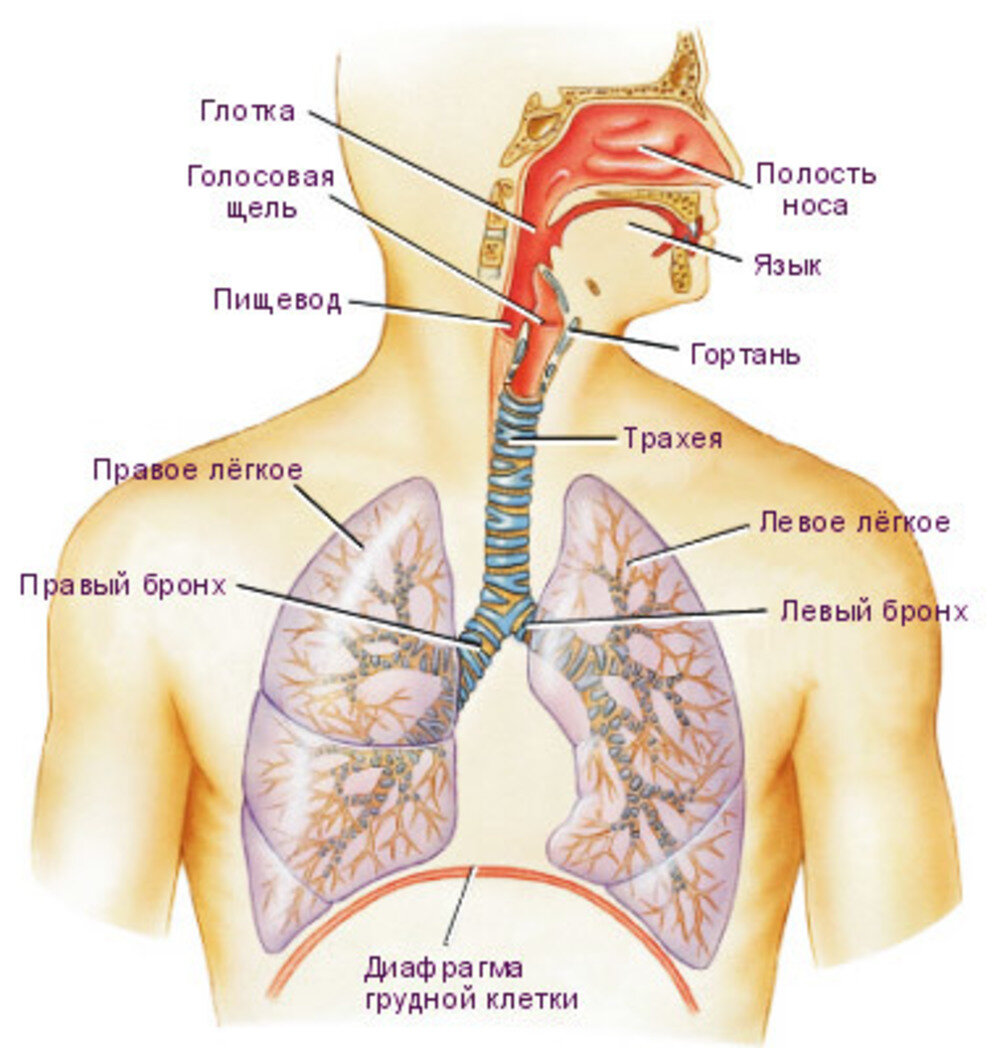 Схема дыхания. Строение дыхательной системы человека. Дыхательная система человека схема. Легочная система человека анатомия. Дыхательные пути человека схема.