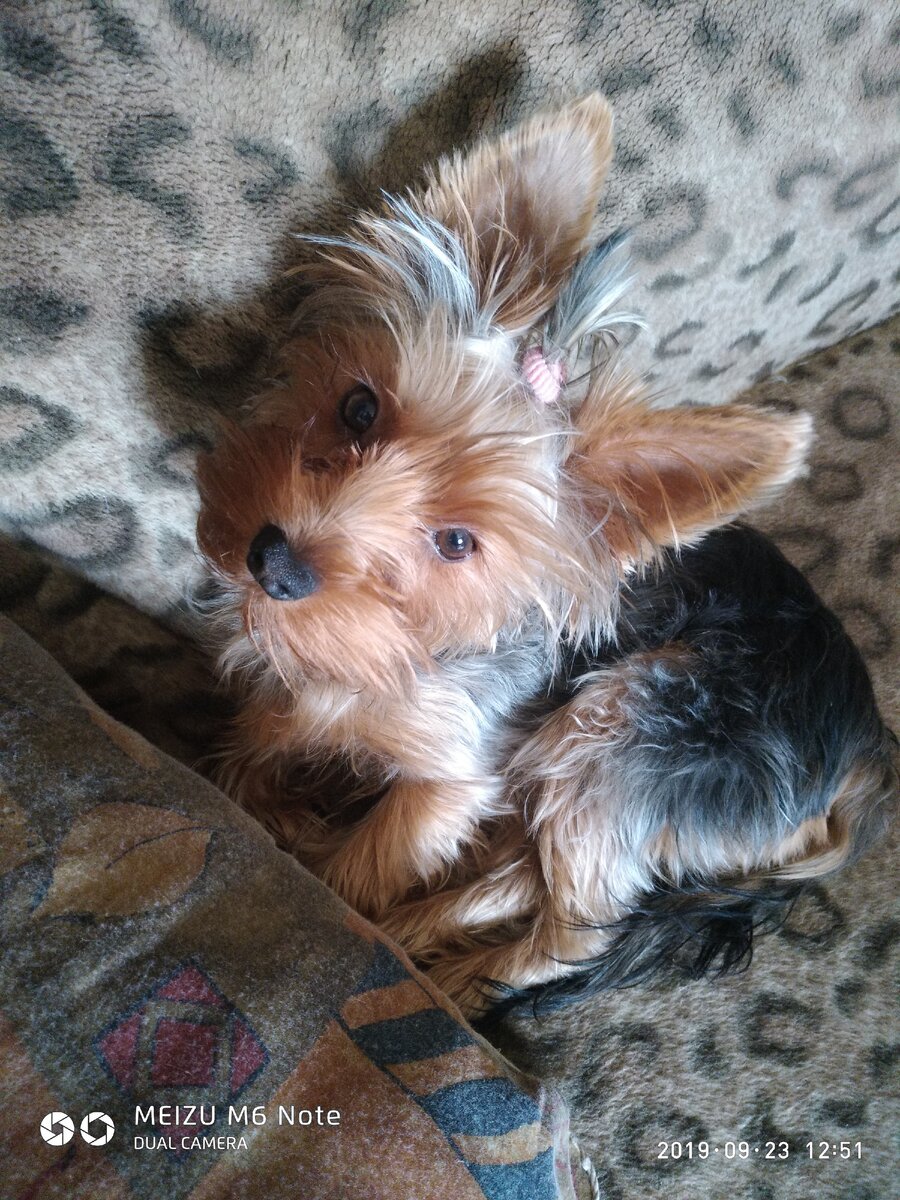 Маленький,он был хороший,лаять долго не умел,а теперь он лает громко,учиняет безпредел...