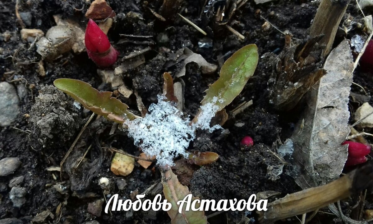 В природе всё важно.... там нет ничего, что является жертвой! Всё несёт свою смысловую нагрузку без истерик и передёргиваний.  