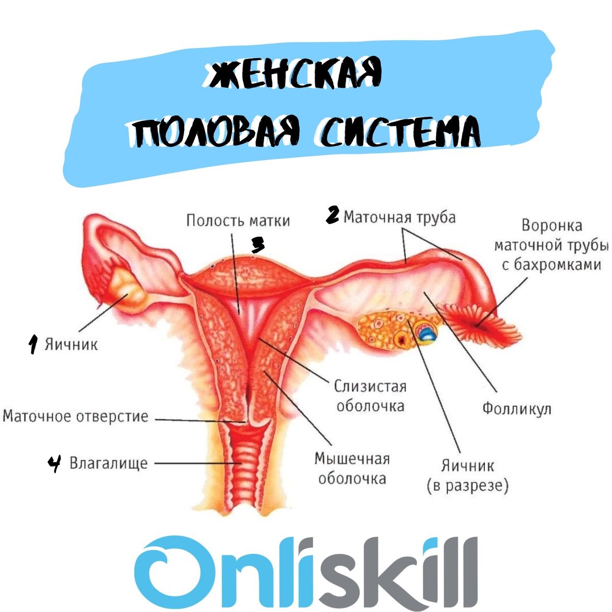 Строение женских половых органов | врач гинеколог Ананин Владимир Викторович город Красноярск